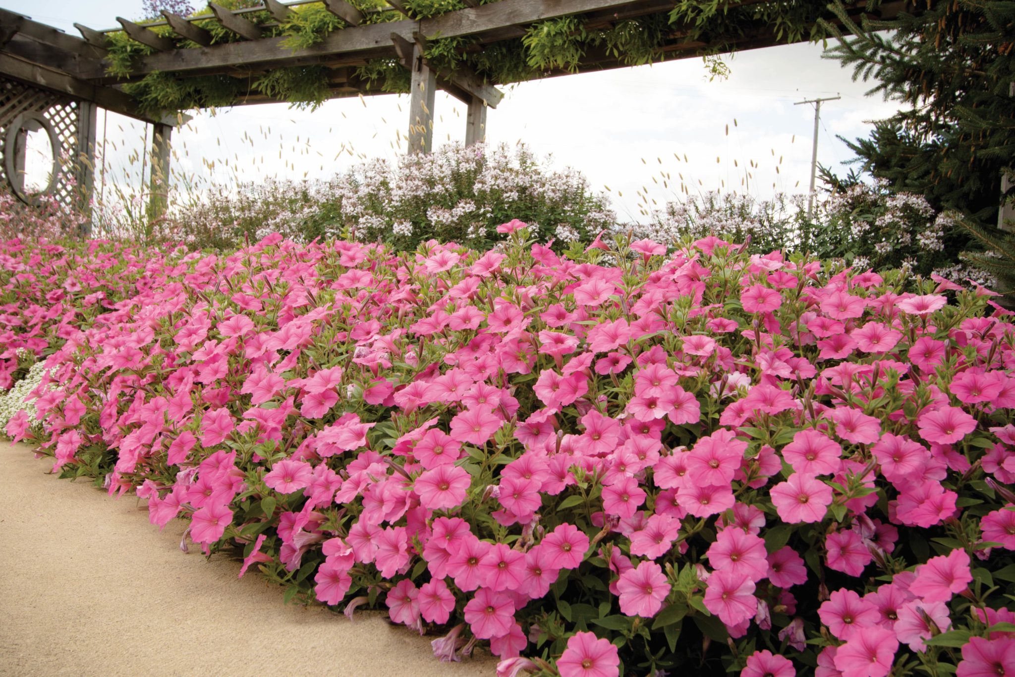 Supertunia Vista Bubblegum for Sale in PA Buy Bubblegum Petunias