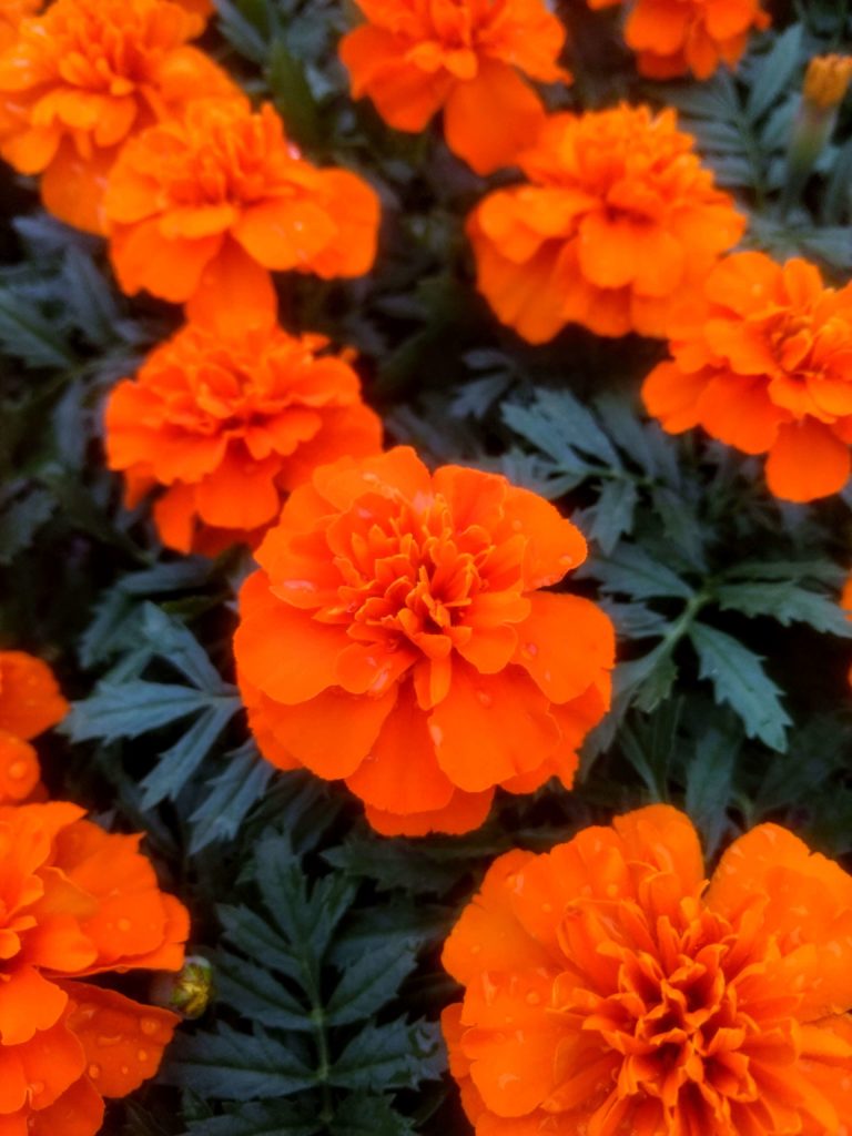 Marigold Care How to Grow Marigolds Successfully