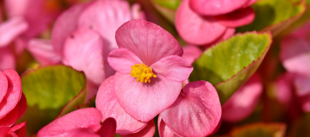 Begonia Plant Care | How to Grow Begonias Outside