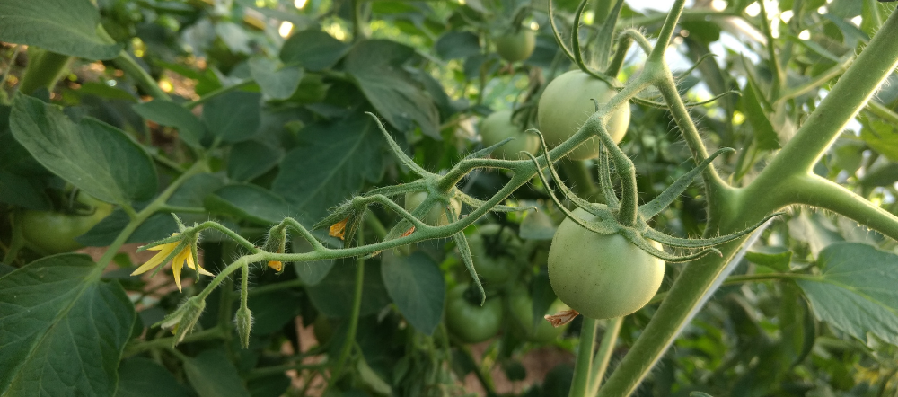 Top 10+ When to plant tomatoes in pa 3 When to Plant Tomatoes in PA
