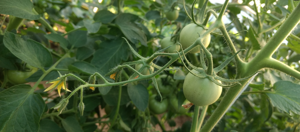 When to Plant Tomatoes in PA