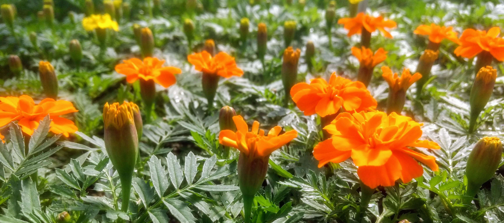 Orange marigold blooms