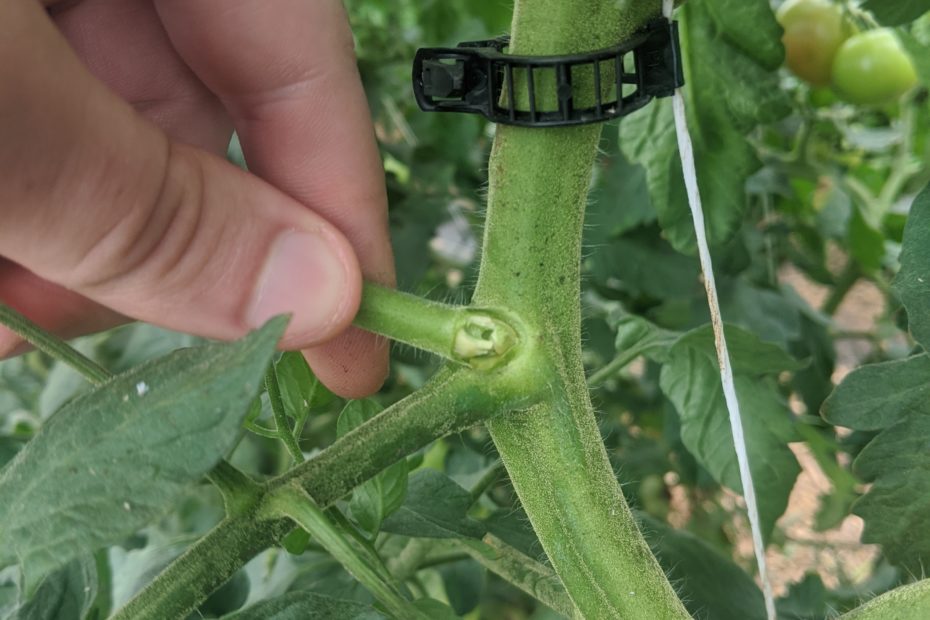 download trimming tomato plants download trimming tomato plants
