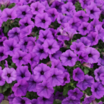 Purple Supertunias