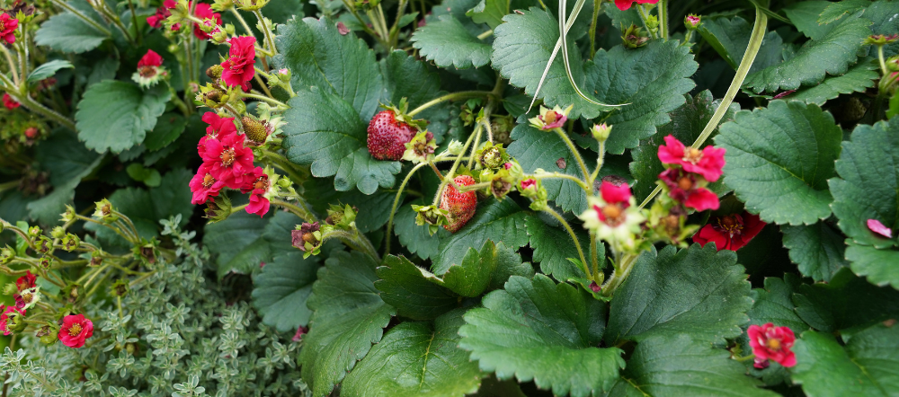 Strawberries in a hanging basket