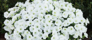 varieties supertunias petunia supertunia petunias