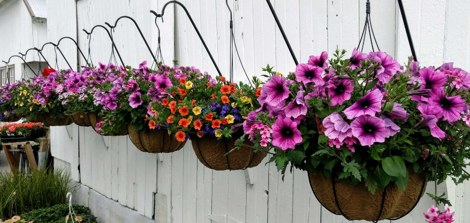 How To Plant Trailing Plants In Hanging Baskets