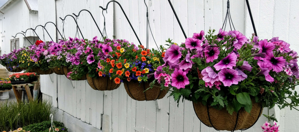20 Best Flowers For Planting In Hanging Baskets Top Plants - Large Wall Baskets For Plants