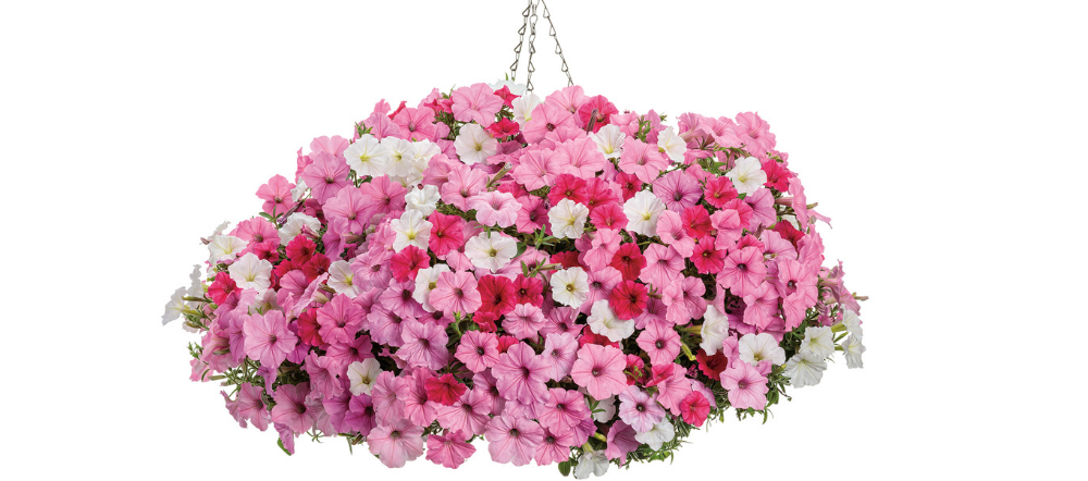 petunias in a hanging basket