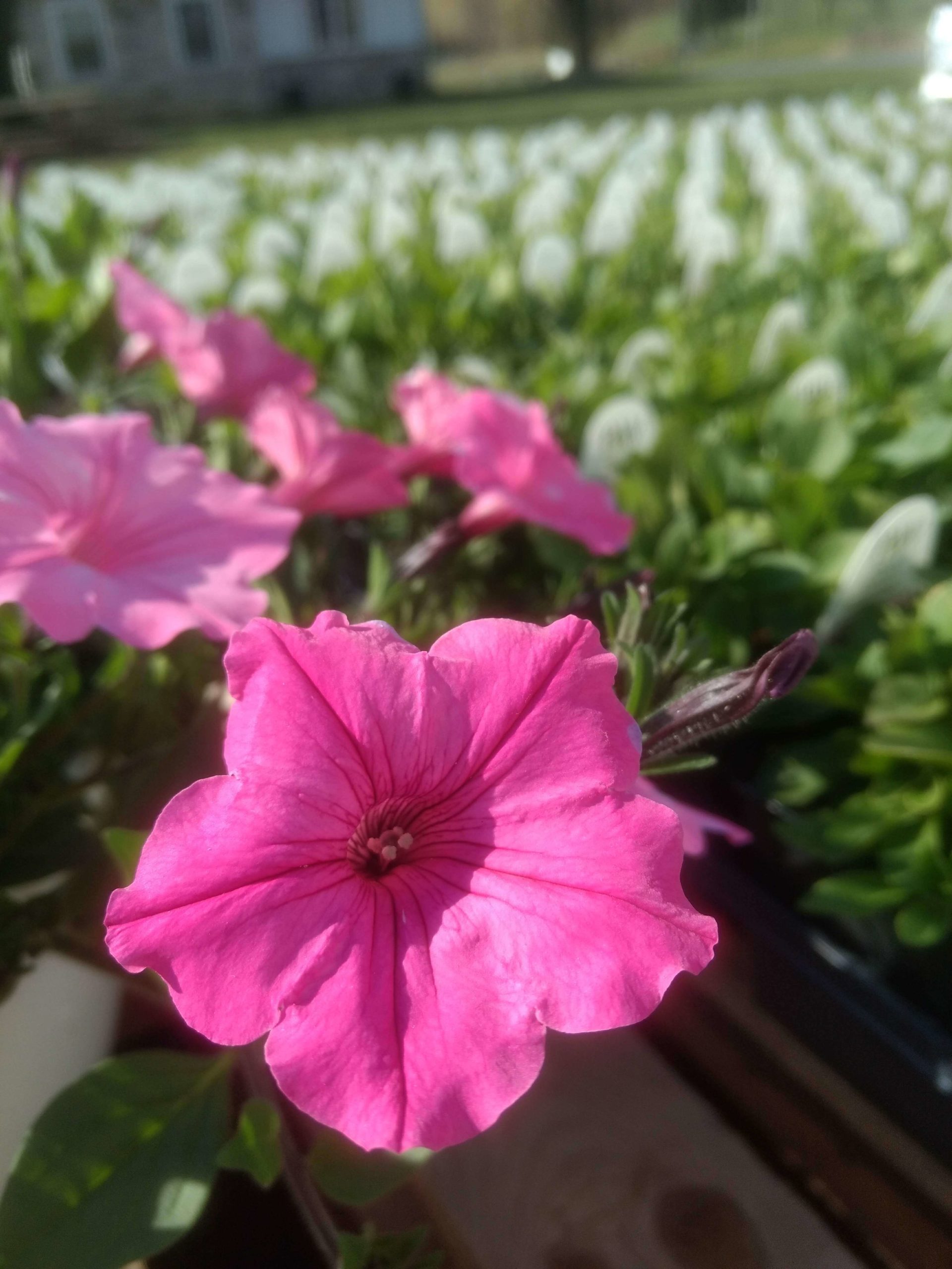 Bubblegum Petunias A Guide to Growing Supertunia Vista