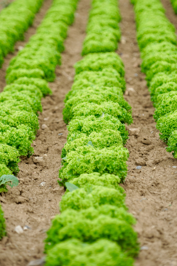  Laitue plantée prête à être arrosée