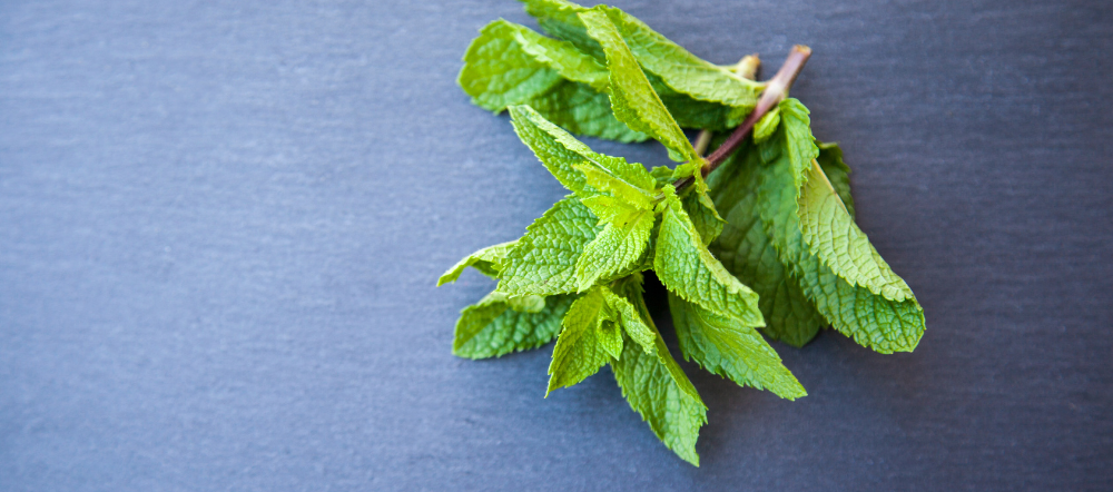 Top 10+ How to snip mint leaves 4 5 Tips for Harvesting Mint Sprigs