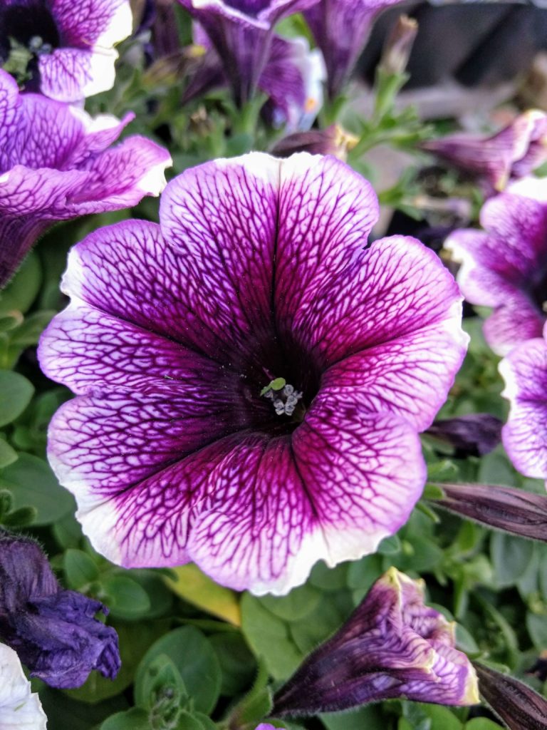 Wave Petunias How to Grow &amp; Care For Spreading Wave Petunias