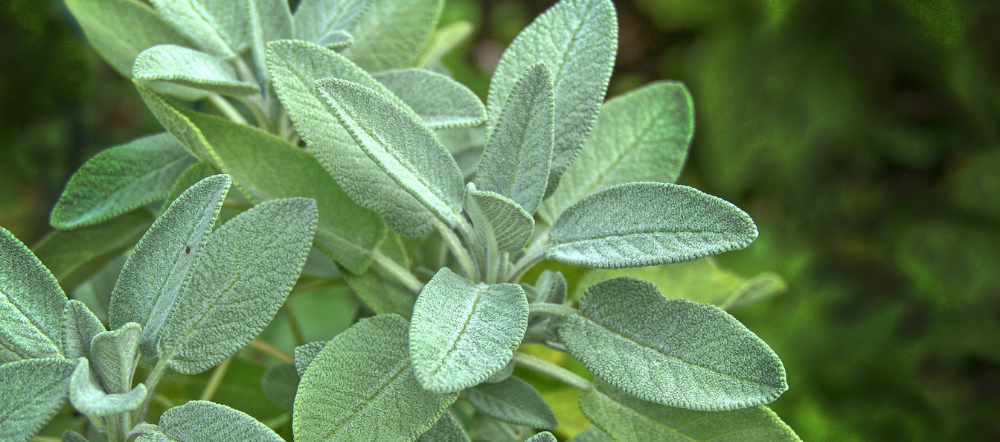 Sage plant before being harvested for cuttings