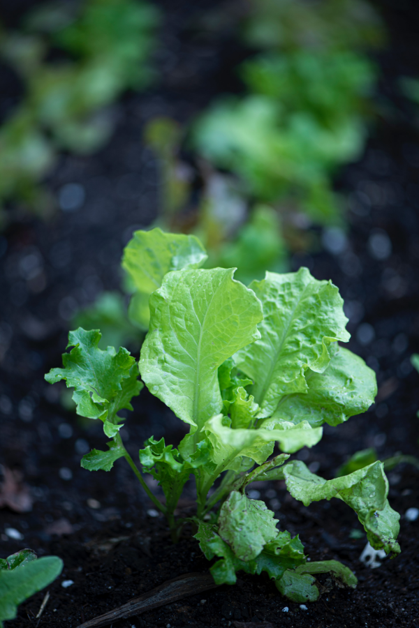 Small leaflets of lettuce in the ground after being watered