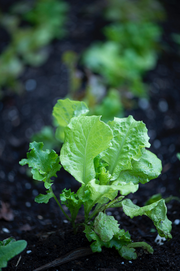 Hojuelas pequeñas de lechuga en el suelo después de ser regadas