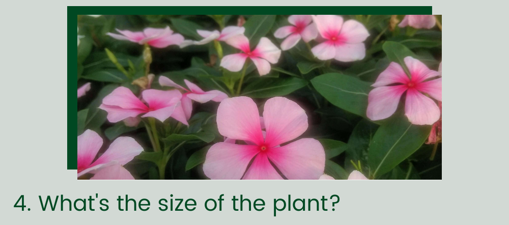 What's the size of your plant