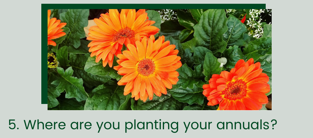 Where are you planting your annuals
