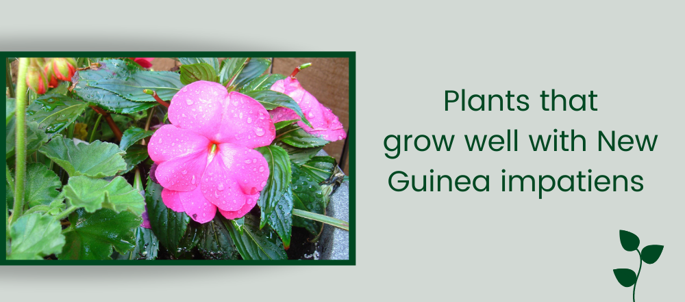New Guinea impatiens in a planter