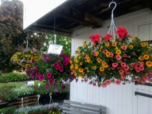Blooming hanging baskets on display