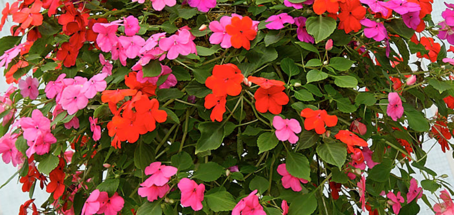 Colorful impatiens in a hanging basket