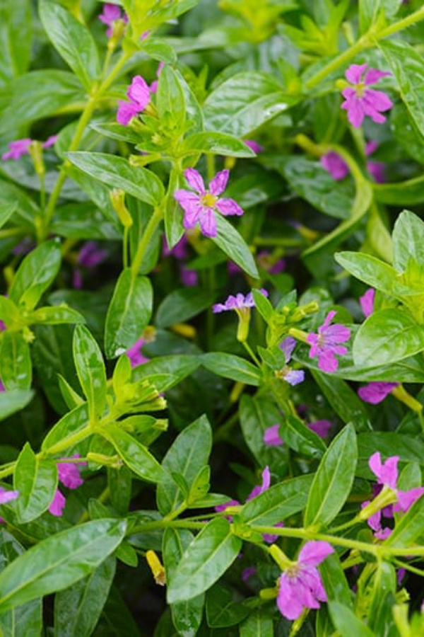 Mexican Heather Care How to Grow Mexican Heather