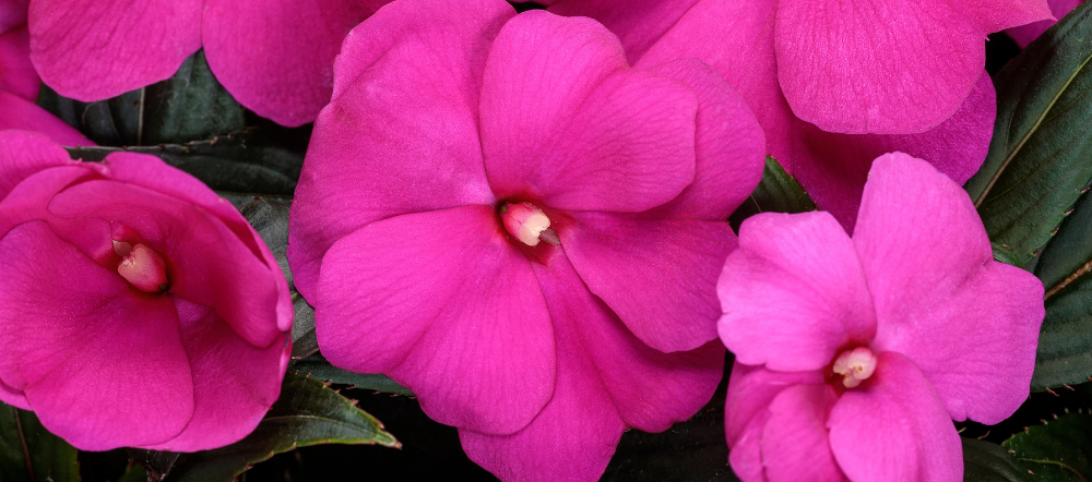 12 Flowers to Plant With New Guinea Impatiens