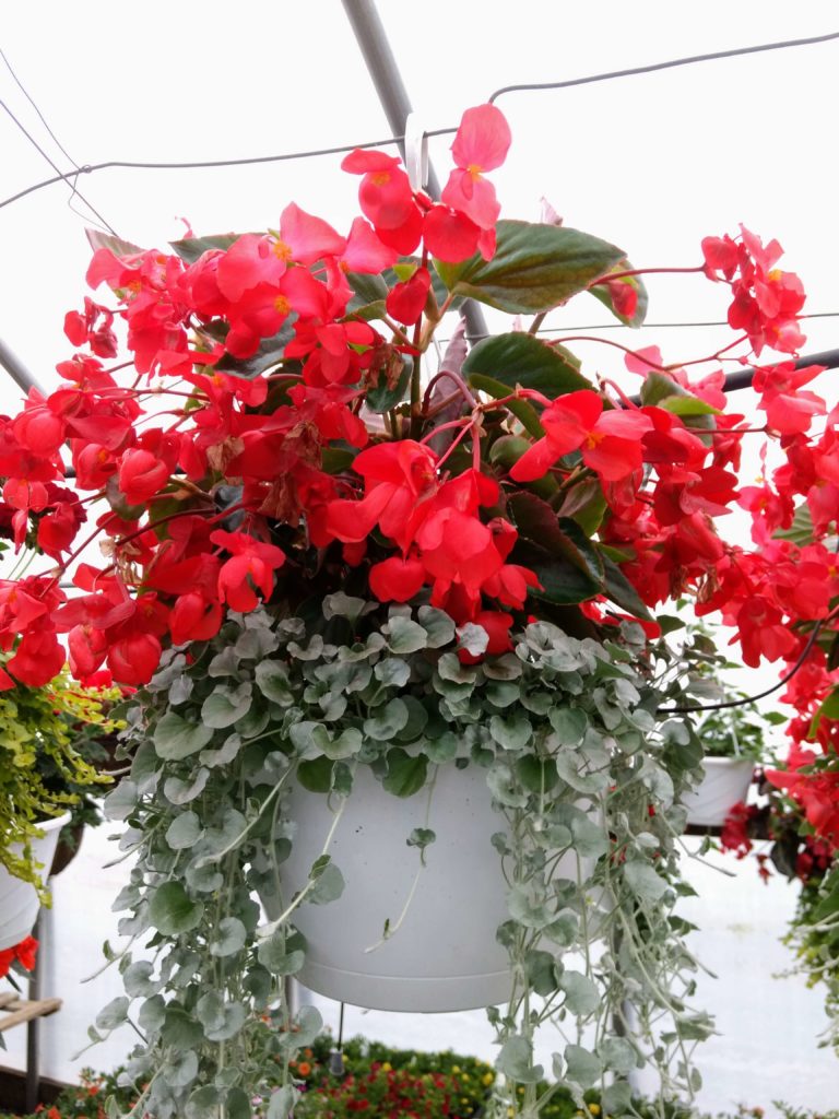 20 Best Hanging Basket Flowers for Sun   Hanging Plants for Full Sun