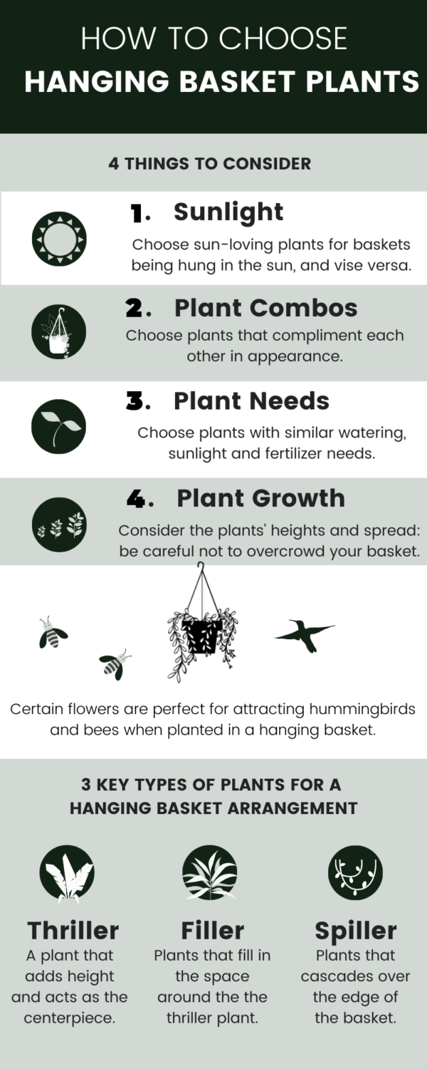 How to Choose Hanging Basket Plants [Infographic] Choosing Flowers
