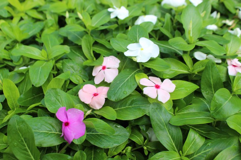 Can You Grow Vinca From Seed at Frank Draughn blog