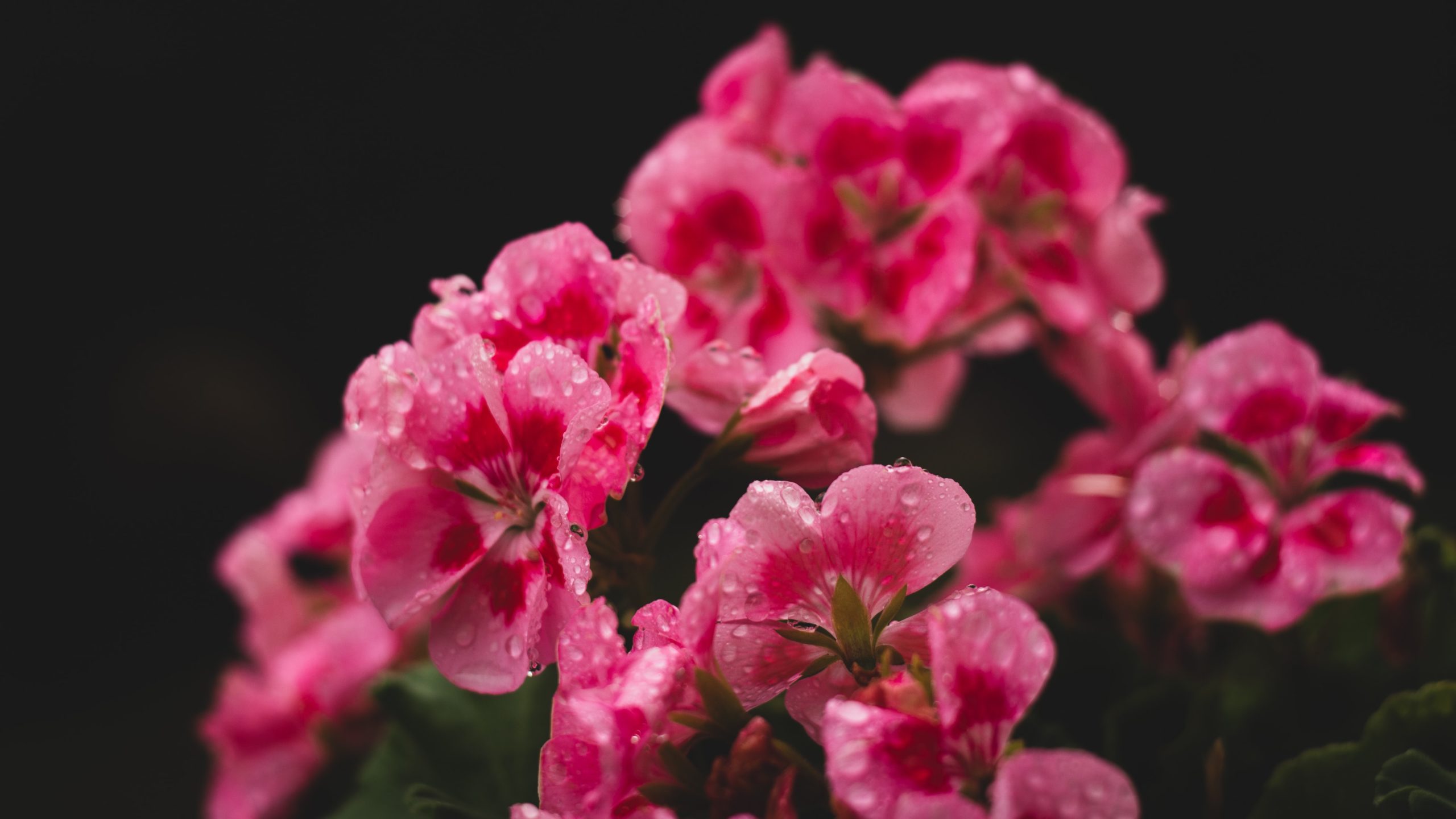 How Often to Water Geranium Plants Watering Geranium Plants