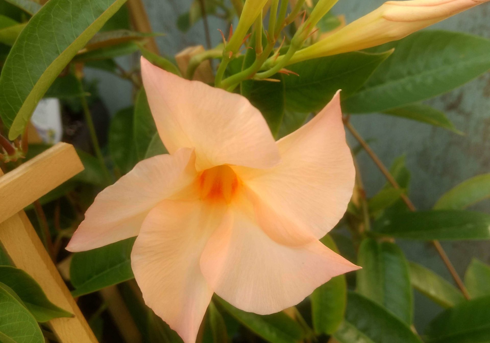 Apricot Mandevilla Apricot mandevilla in our lancaster county greenhouse