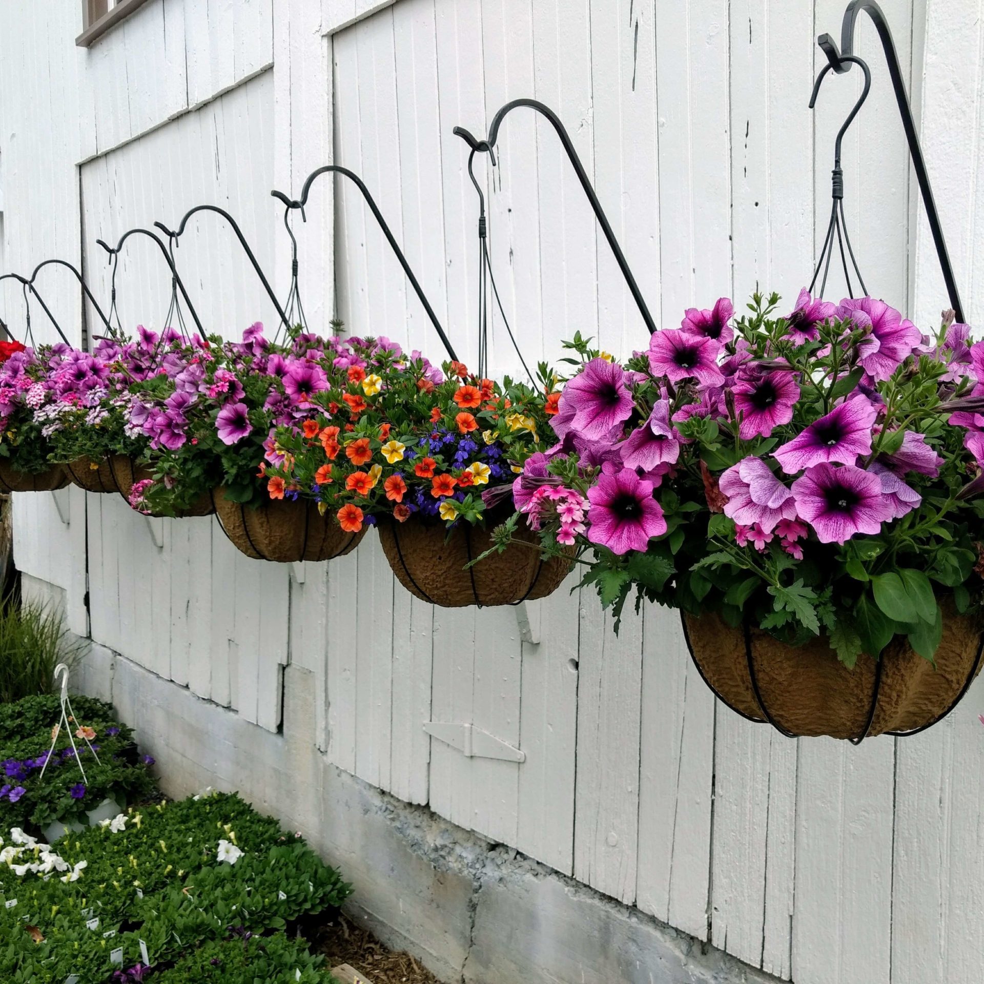 flowers in hanging baskets