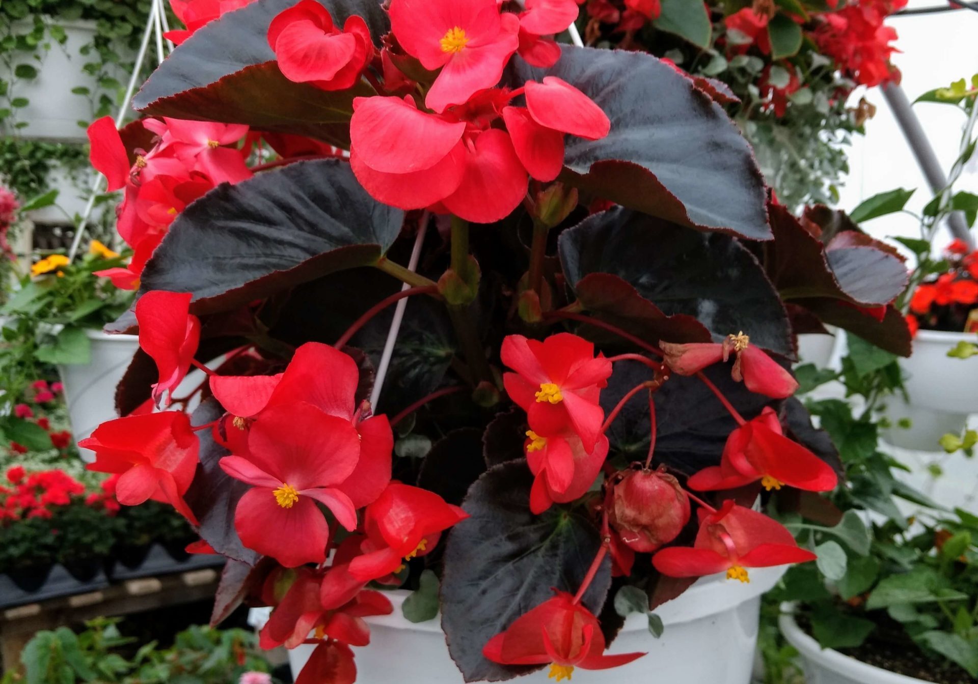 Big red begonias Big red begonias
