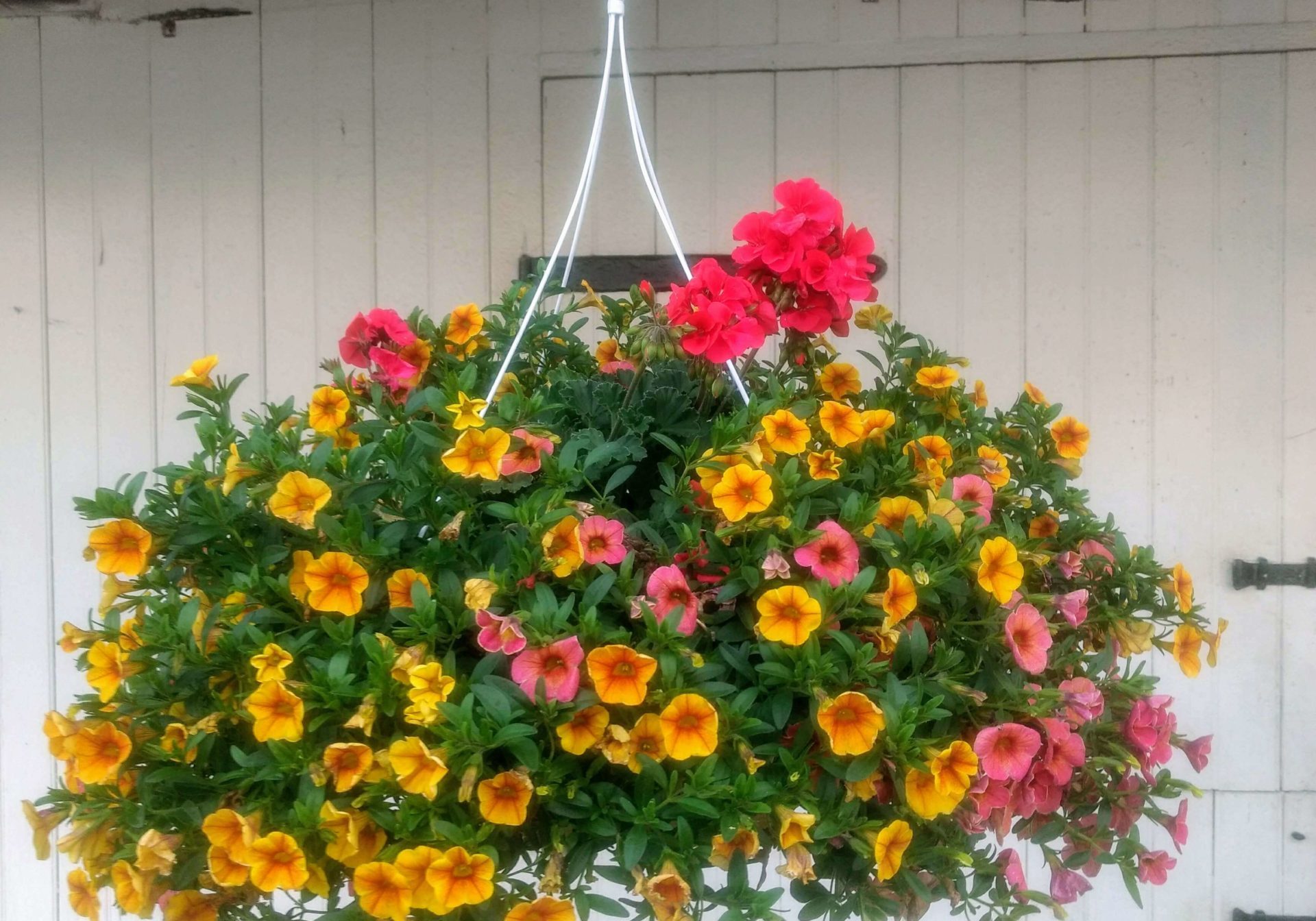 Blooming hanging basket in Ephrata pa