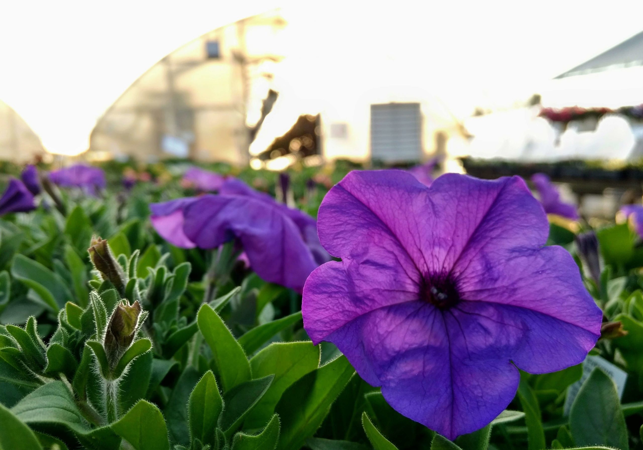 Blue Wave petunias