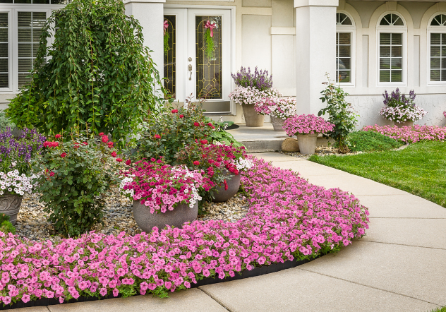 Bubblegum petunias bording a walkway Bubblegum petunias bording a walkway