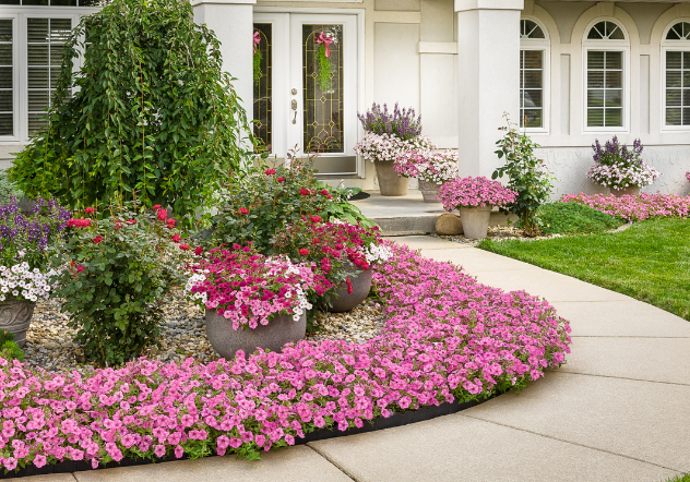 Bubblegum petunias bording a walkway