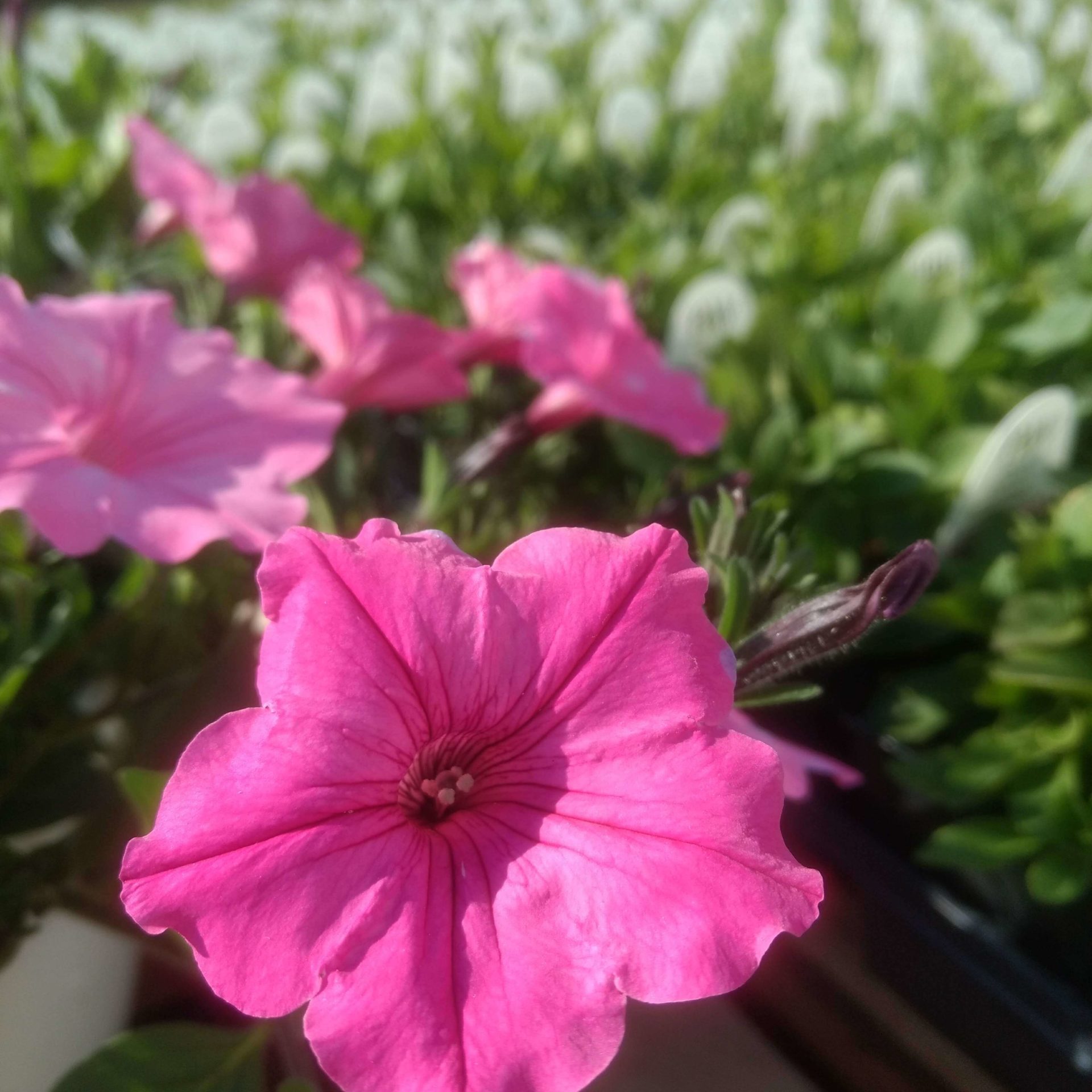 Close up of Bubblegum plants