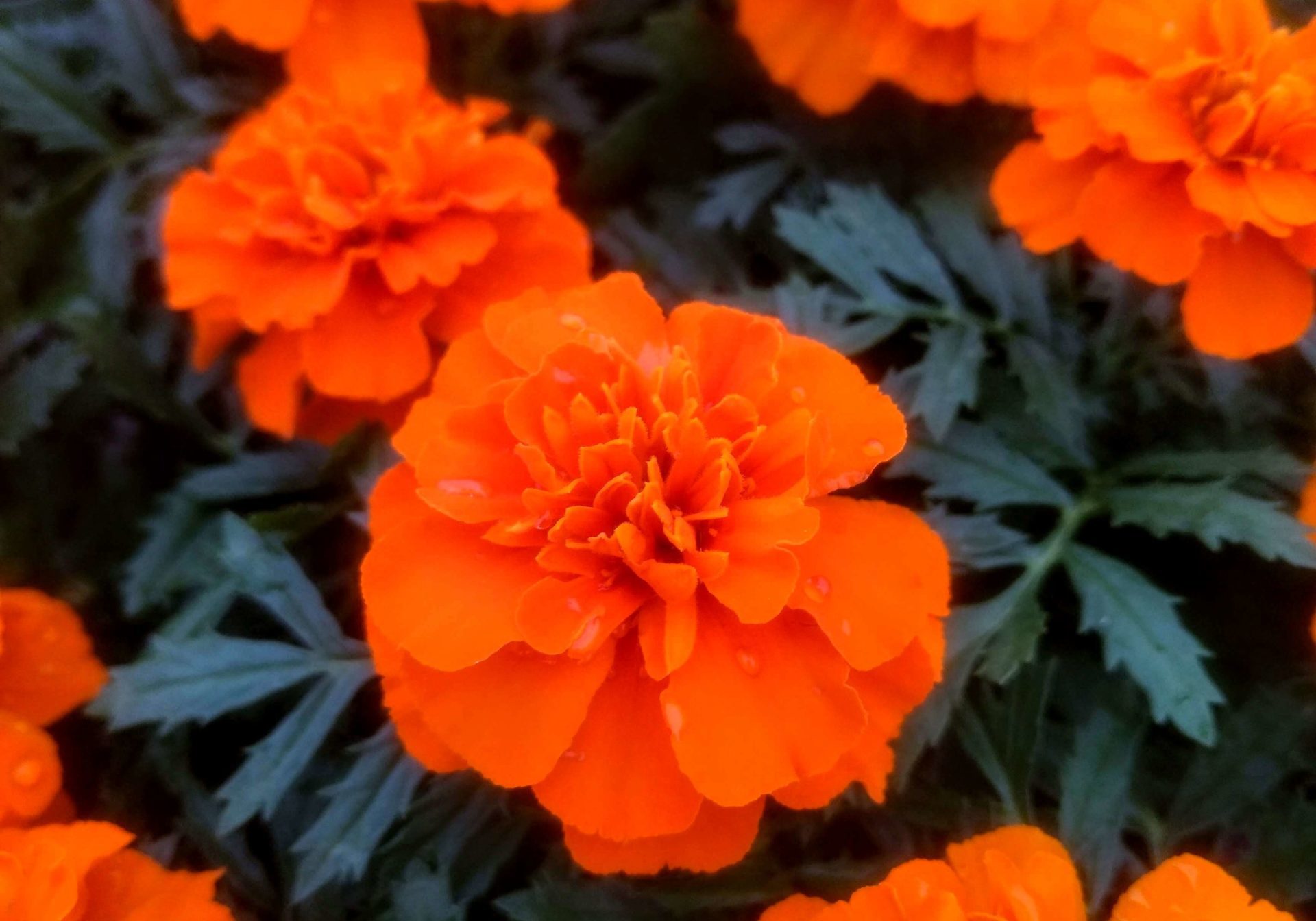 Close-up of orange marigolds marigold care