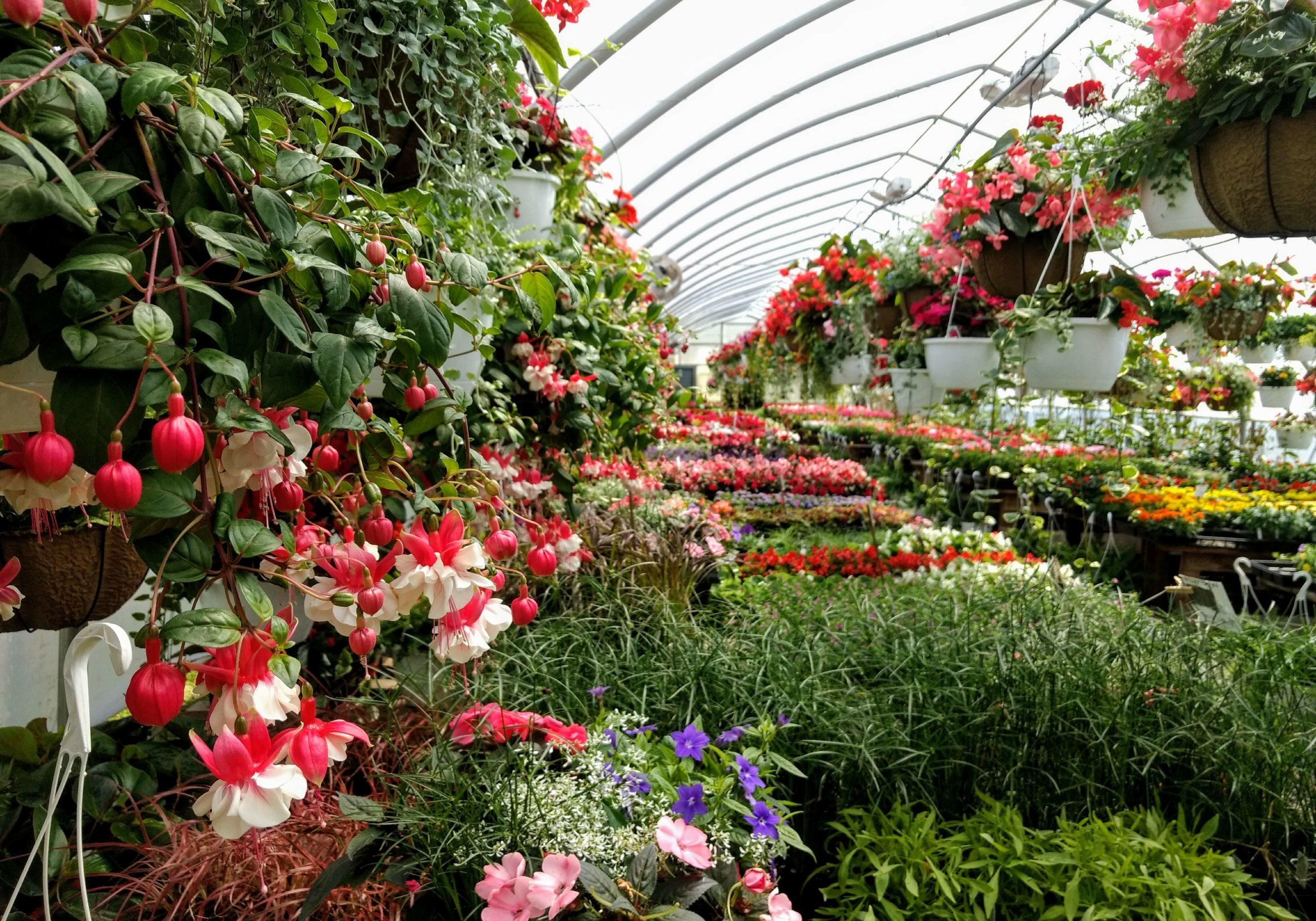 Fuschia basket inside the greenhouse in Ephrata pa