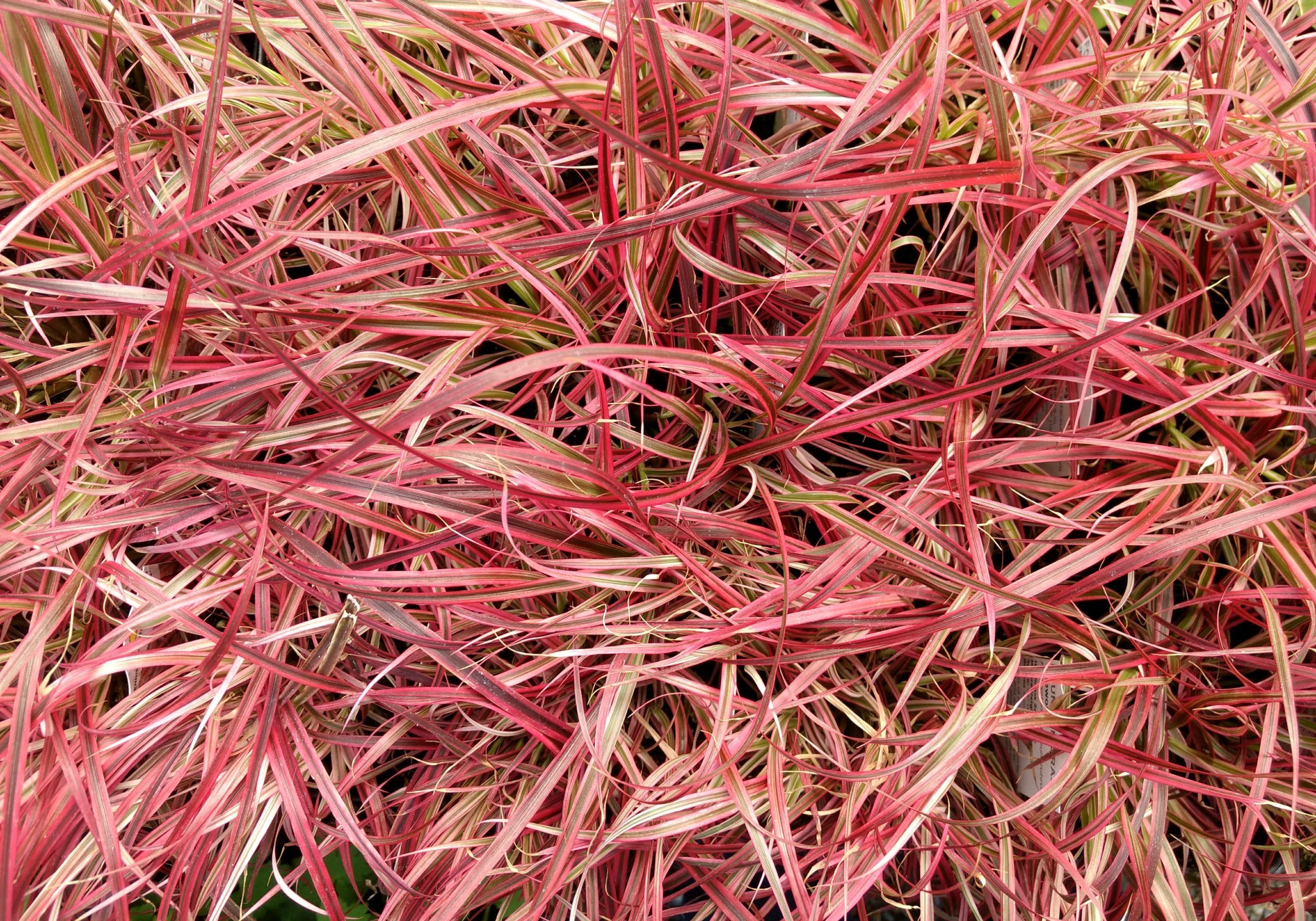 Grasses for sale in lancaster pa Grasses for sale in lancaster pa
