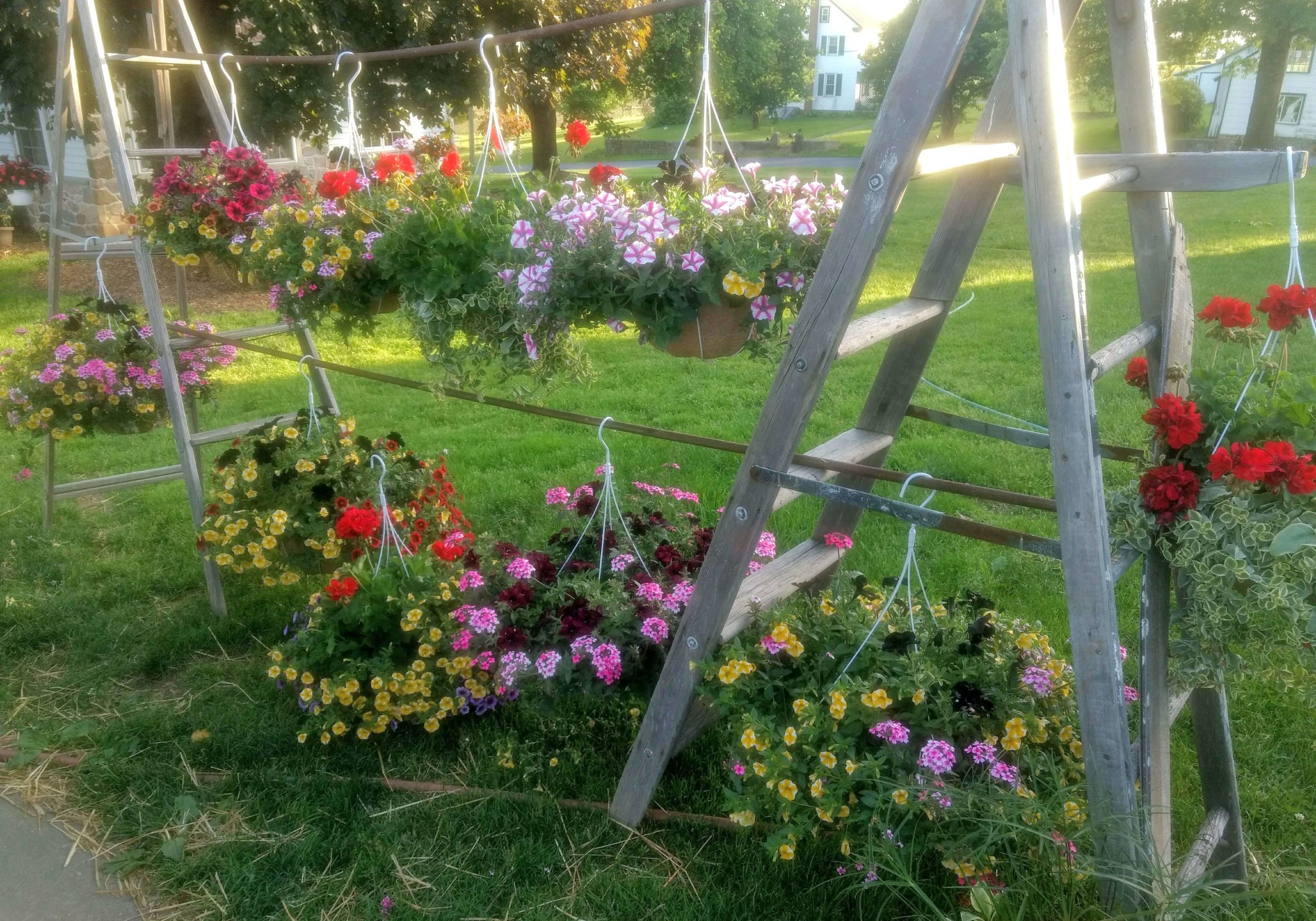 hanging baskets at our ephrata pa greenhouses