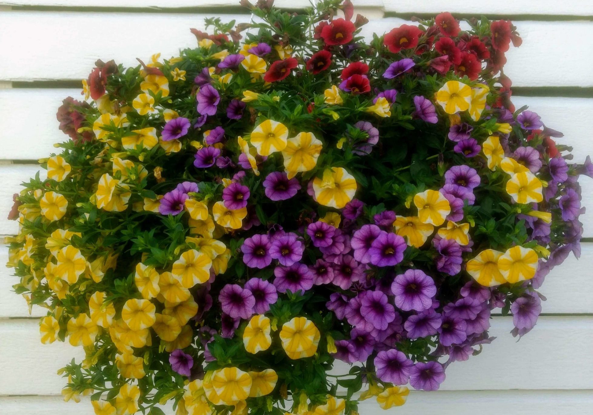 Hanging-basket-with-callibroachoa-flowers Calibrachoa