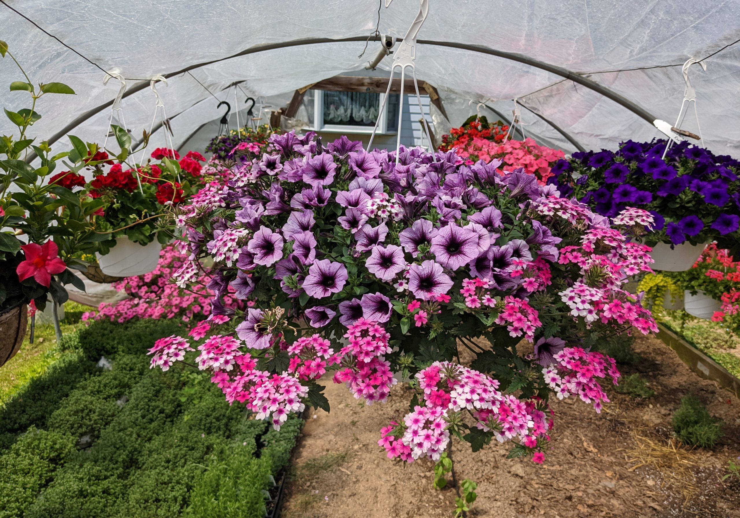 Hanging baskets for sale