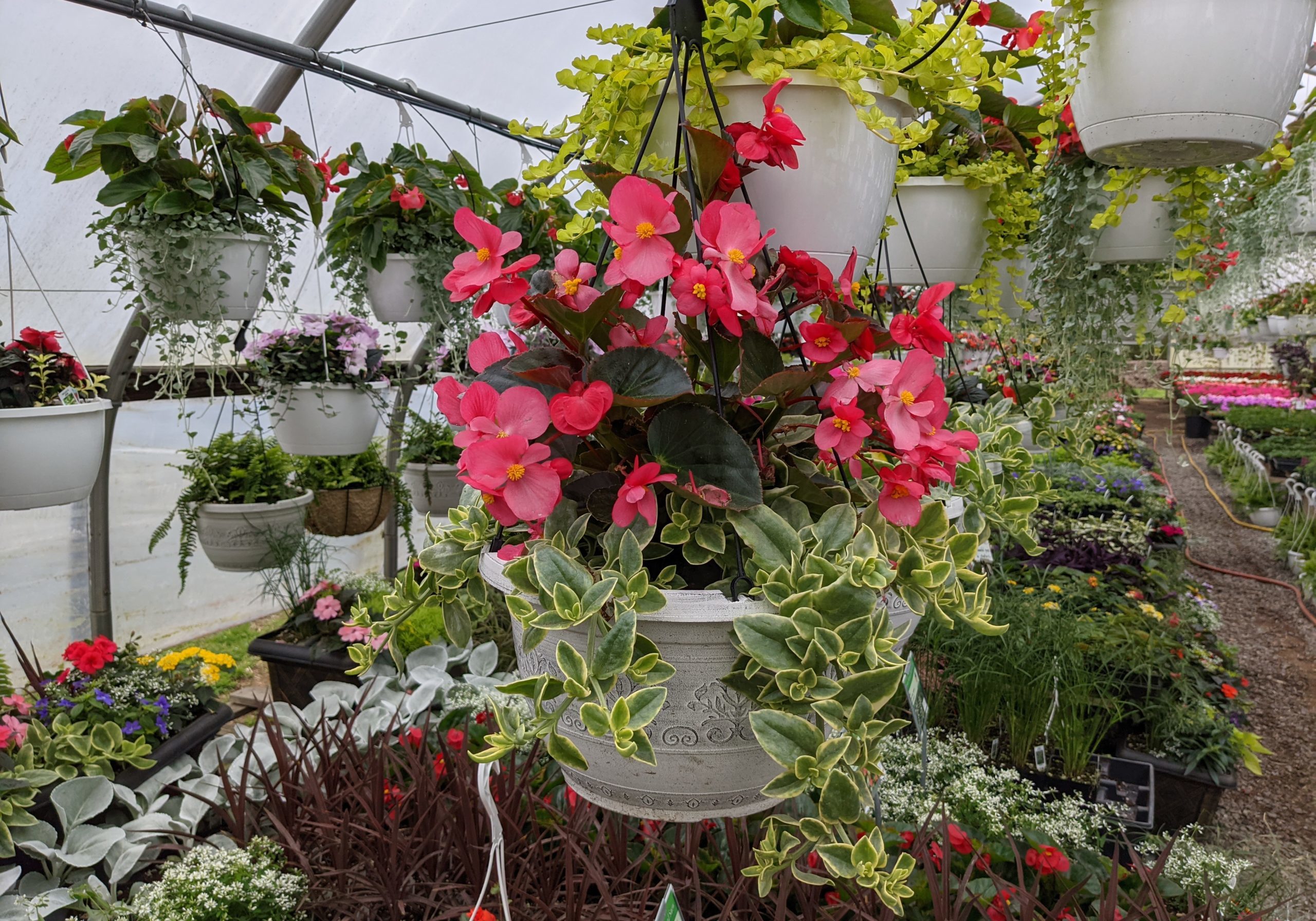 Hanging plants