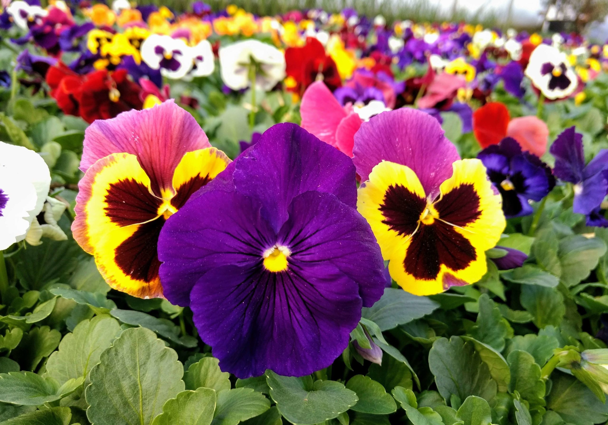 Pansies (annuals) planted in a greenhouse healthy annuals blooming in a greenhouse because they were planted at the right time