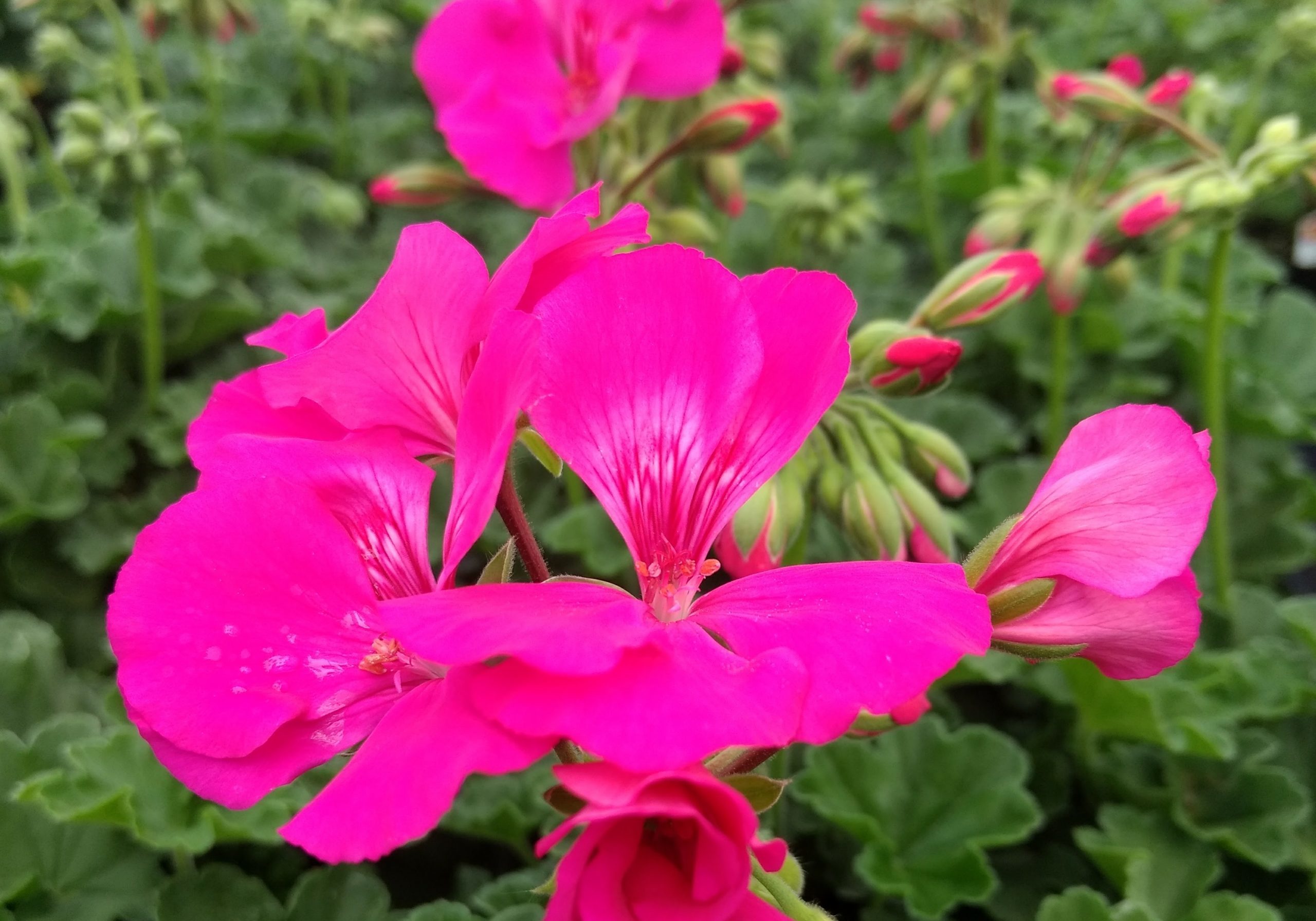 Seed geraniums for sale in lancaster pa