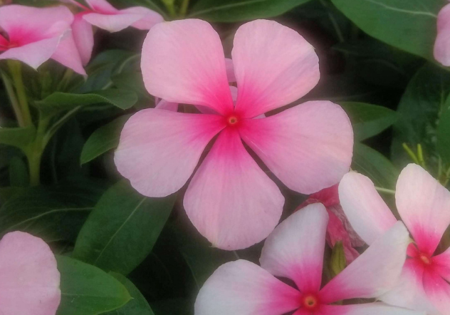 Vinca hanging basket