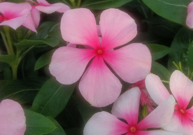 Vinca hanging basket Vinca hanging basket